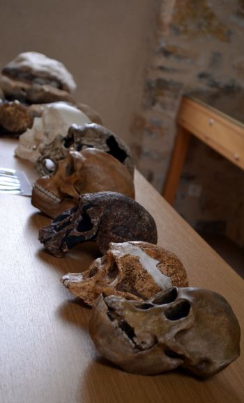Musée de l'homme de Neandertal, les lignées humaines