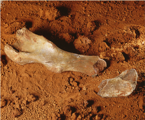 Cadurcotherium, famille des rhinoceros et des tapirs