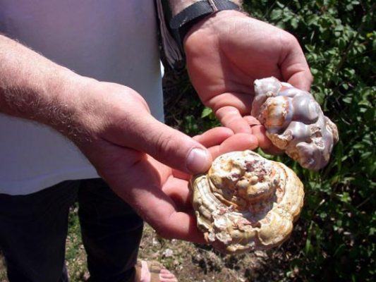Nodules de phosphate