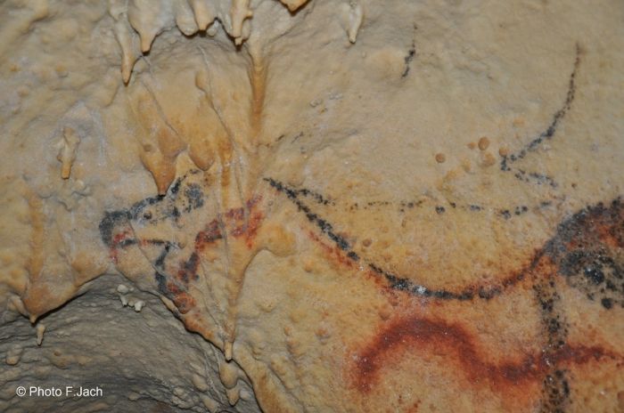 Mégaceros - grotte ornée de Cougnac