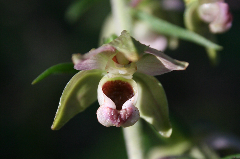 Orchidée